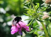 bee3