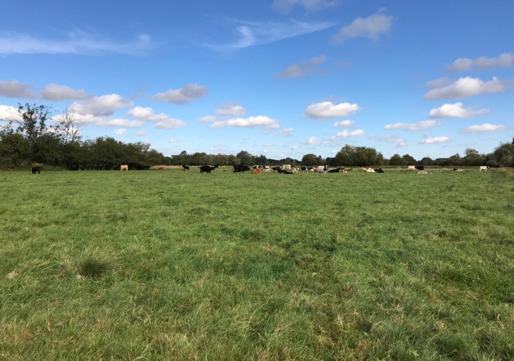 Lot No 1 1.505ha (3.72ac) of Land at Low Road, Wortwell Land