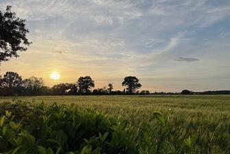 rear sunny 1738748033209